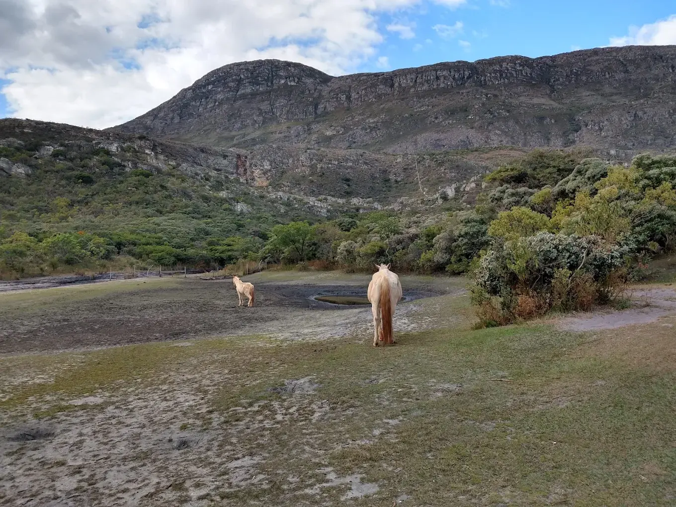 Cavalos em campo seco e rachado na estação seca de Lapinha da Serra, com a serra ao fundo